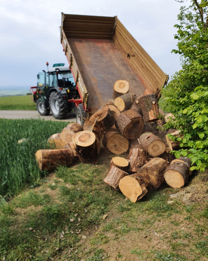 Holz